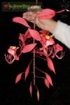 Amherstia nobilis / gl�ria-da-�ndia